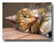 Sebastian Recovered Great After Emergency Surgery on His Jaw from Shiloh Veterinary Clinic in Shiloh, IL Beaface