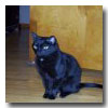 Shiloh Veterinary Clinic in Shiloh Illinois is Very Gentle & Takes Great Care of Family Pets in Shiloh, IL domino