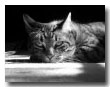 Dr. Mears & Staff at Shiloh Veterinary Clinic in Shiloh Illinois is Commended for Being Compassionate. Professional & Knowledgeable in Shiloh, IL sebastion glamor shot
