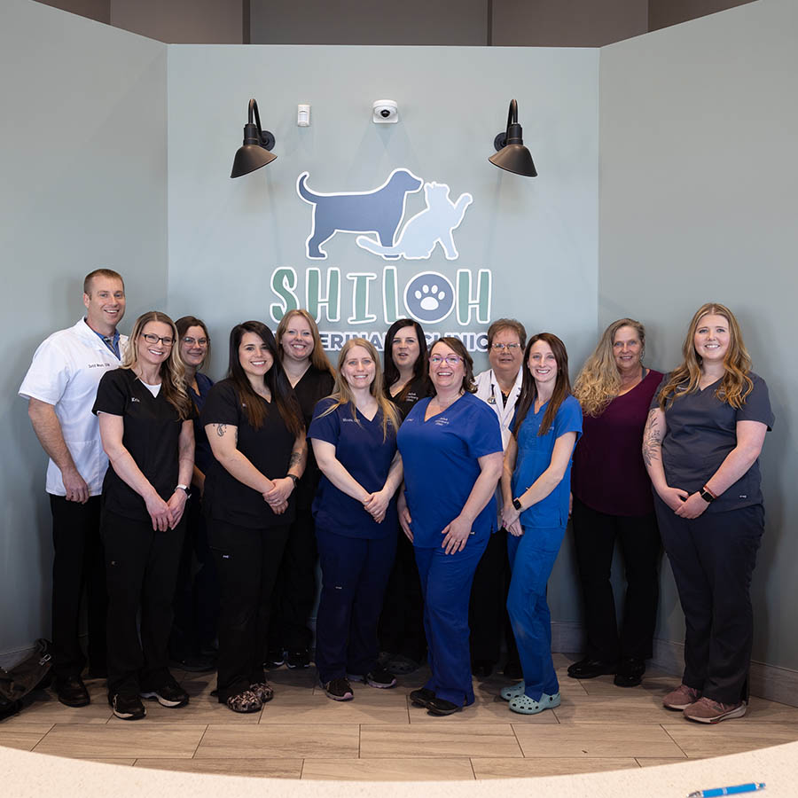 Home- Shiloh Veterinary Clinic in Shiloh IL
