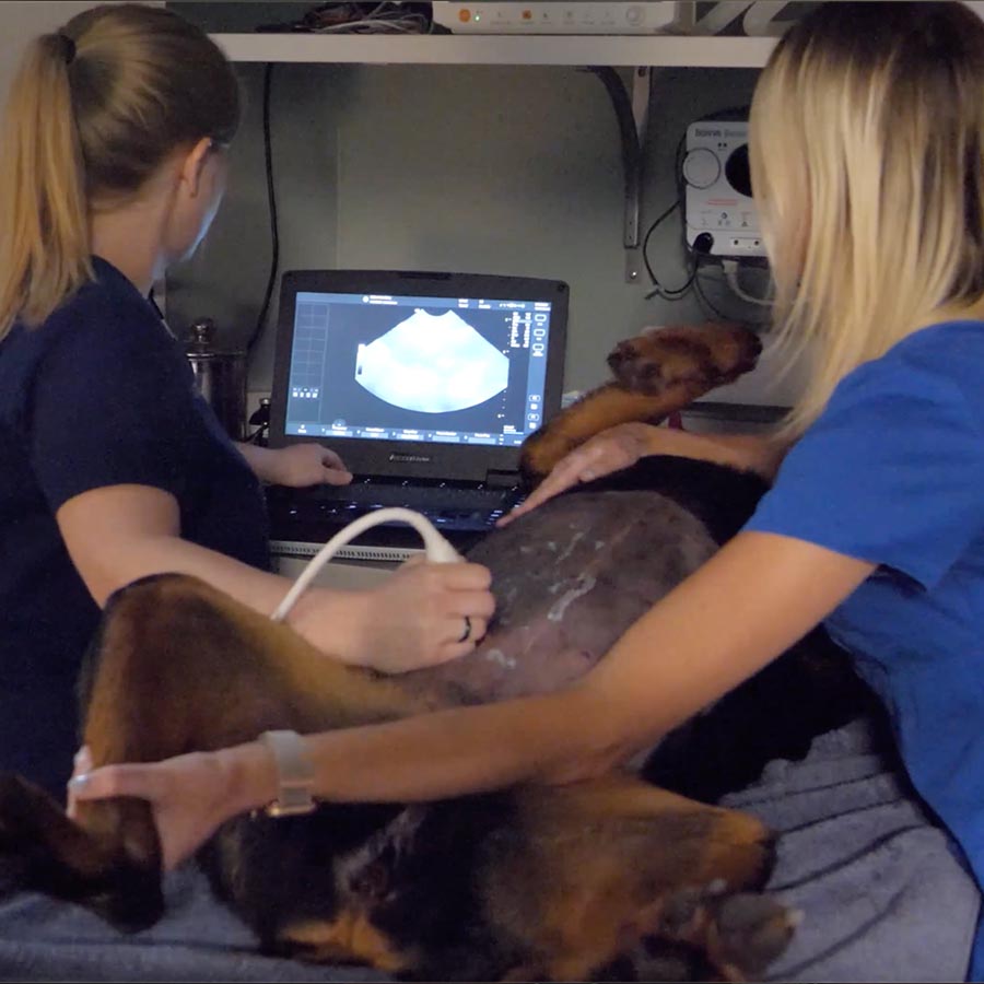Ultrasound- Shiloh Veterinary Clinic in Shiloh IL